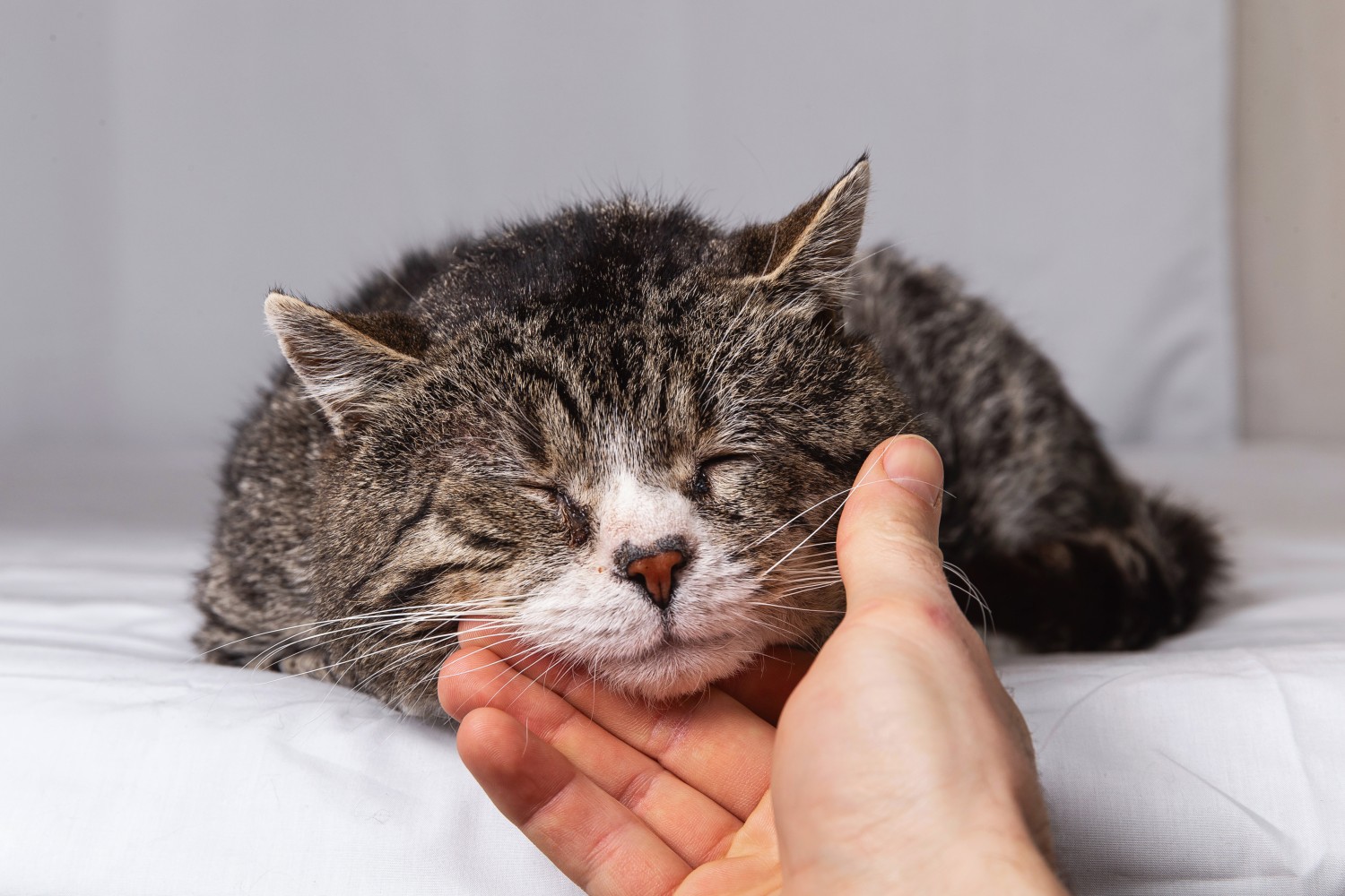 Hospice - Elder Cat Receiving Care
