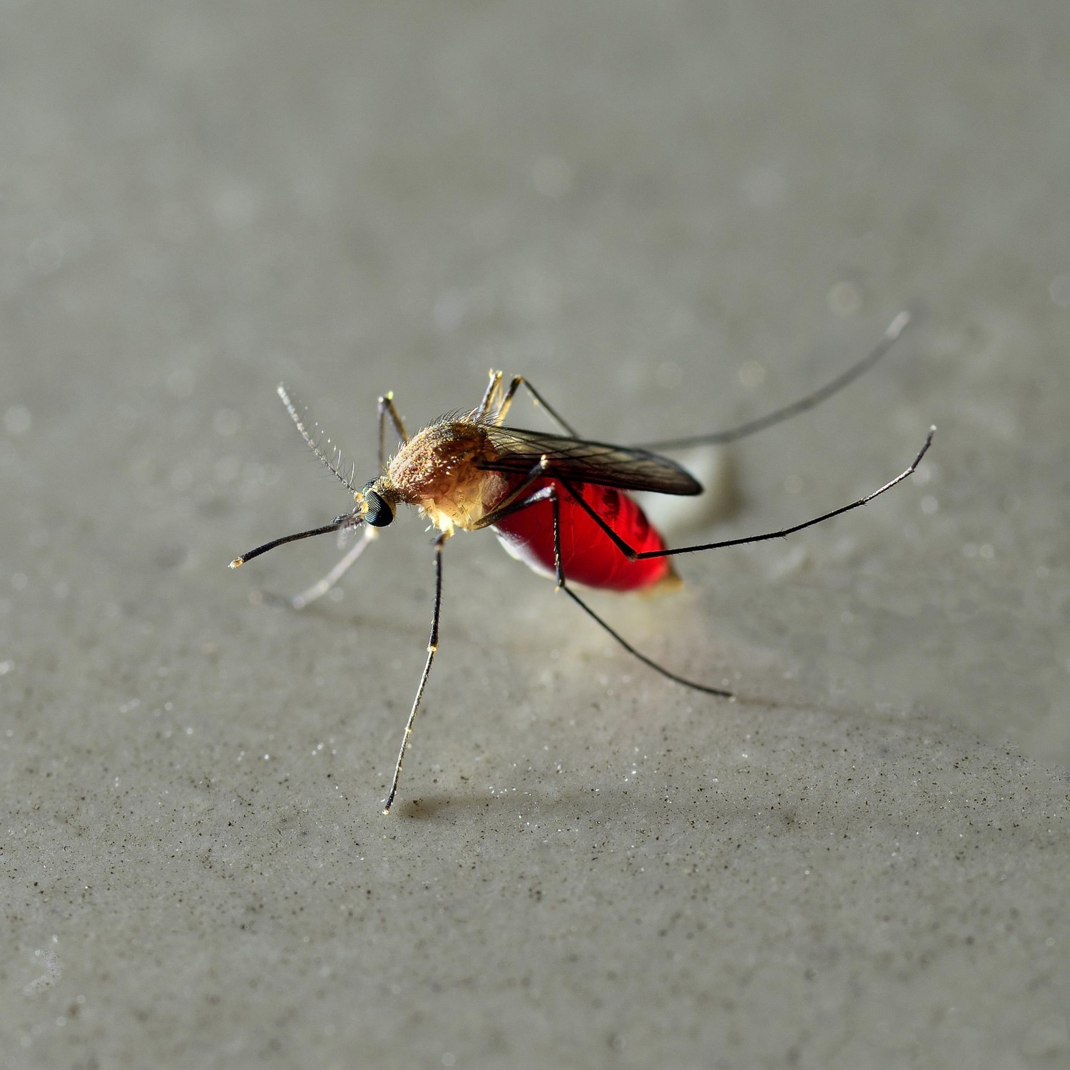 Mosquito Image