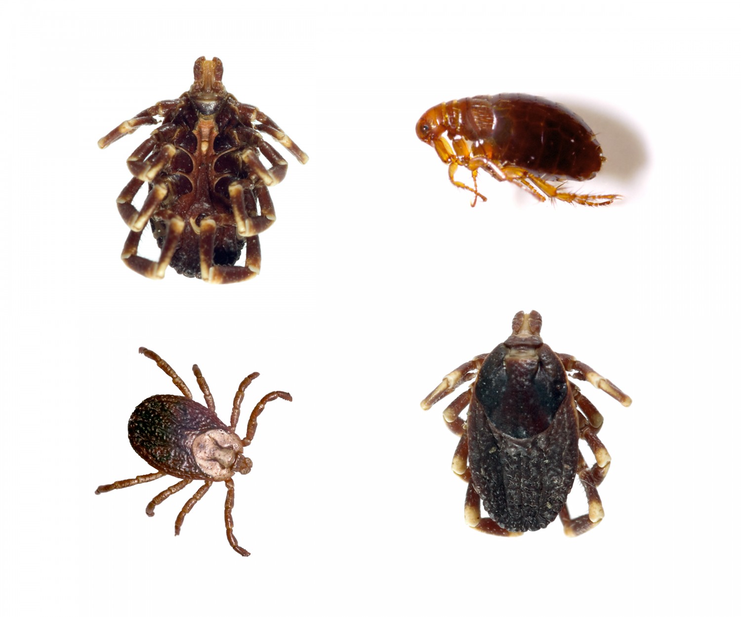 Flea and Tick Graphic