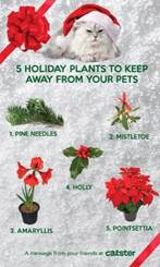 Plants to keep away from your pets infographic