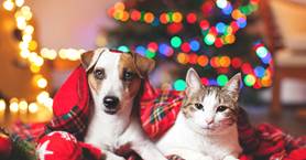 Dog and Cat Under a Blanket in Front of a Christmas Tree